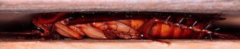 Hidden Roaches
